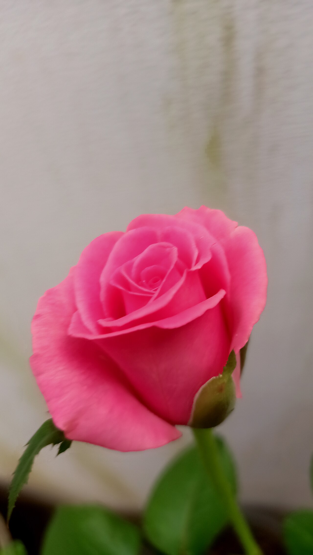 Taif Roses